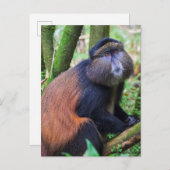 Golden Monkey, Rwanda Briefkaart (Voorkant / Achterkant)