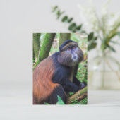 Golden Monkey, Rwanda Briefkaart (Staand voorkant)