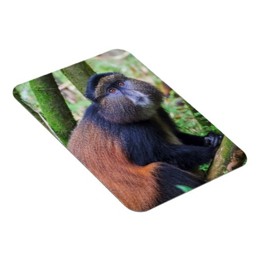 Golden Monkey, Rwanda Magneet (Rechterzijde)
