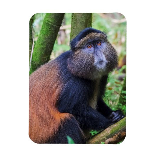 Golden Monkey, Rwanda Magneet (Verticaal)