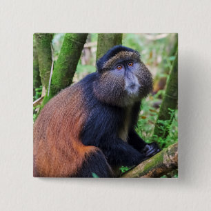 Golden Monkey, Rwanda Vierkante Button 5,1 Cm
