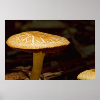 Golden Morning Poster