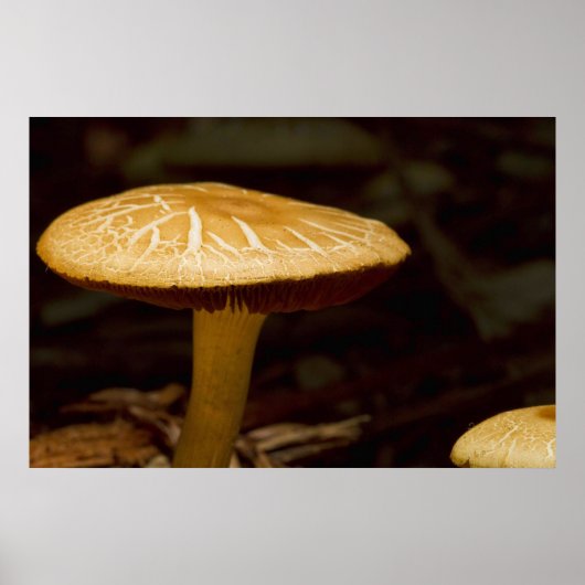 Golden Morning Poster (Voorkant)