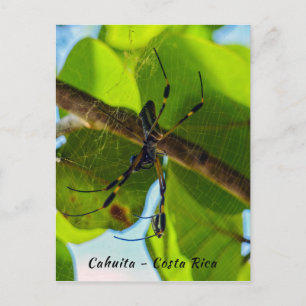 Golden Orb Spider in Cahuita Beach - Costa Rica Briefkaart