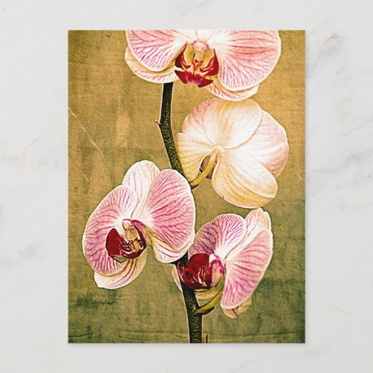 Golden Orchids Briefkaart (Voorkant)
