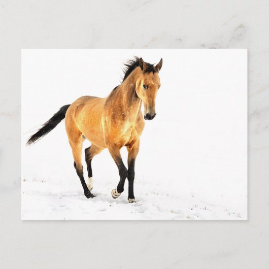 Golden paard in sneeuw briefkaart (Voorkant)