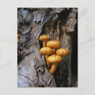 Golden paddestoelen ~ briefkaart