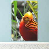 Golden Pheasant Bird Canvas Afdruk (Insitu (Houten vloer))
