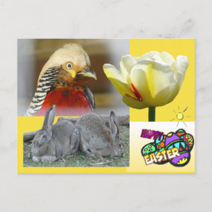 Golden Pheasant Happy Easter Briefkaart