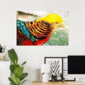 Golden Pheasant Poster (Thuiskantoor)