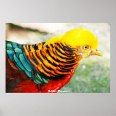 Golden Pheasant Poster (Voorkant)