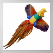 Golden Pheasant Print (Voorkant)