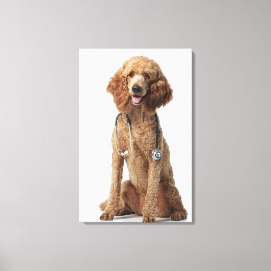 Golden Poodle Dog met stethoscoop Canvas Afdruk (Voorkant)