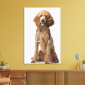 Golden Poodle Dog met stethoscoop Canvas Afdruk (Insitu (Woonkamer))