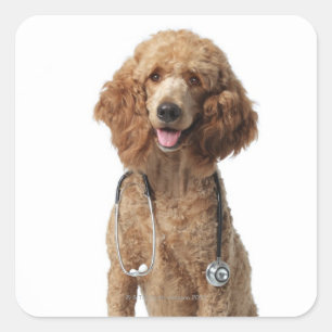 Golden Poodle Dog met stethoscoop Vierkante Sticker