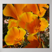 Golden Poppies Poster (Voorkant)