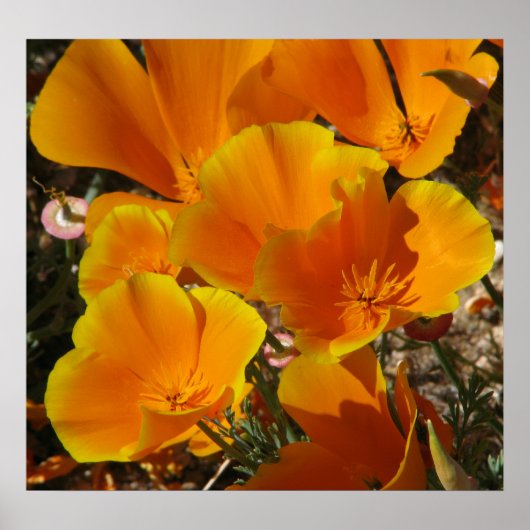 Golden Poppies Poster (Voorkant)