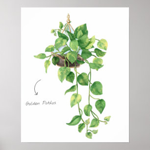 Golden Pothos Poster