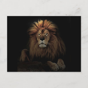 Golden Proud Lion Africa Briefkaart