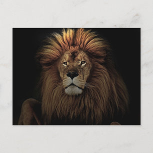 Golden Proud Lion Africa Briefkaart