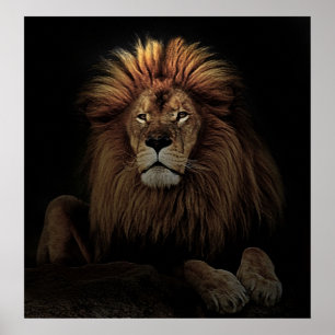 Golden Proud Lion Africa Poster
