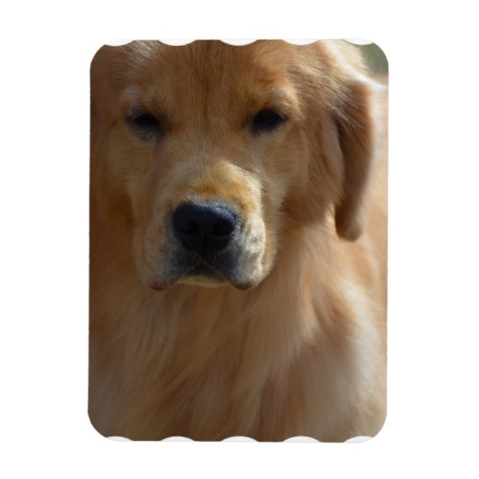 Golden Pup Magneet (Verticaal)
