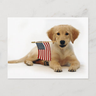 Golden Puppy en Amerikaanse vlag Briefkaart