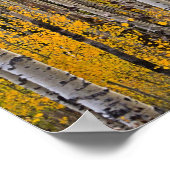 Golden Quakies, Colorado Poster (Hoek)