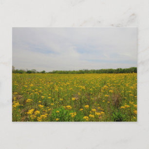 Golden Ragwort, Ohio Briefkaart