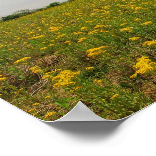 Golden Ragwort, Ohio Poster (Hoek)