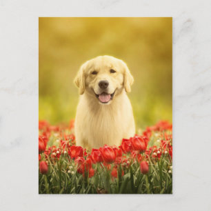 Golden Retirever in Red Flowers Briefkaart