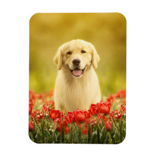 Golden Retirever in Red Flowers Magneet