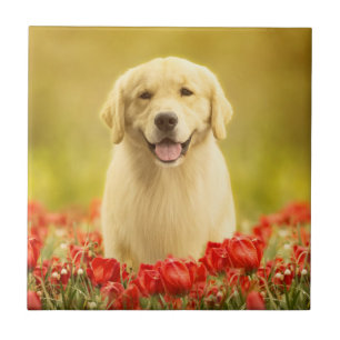 Golden Retirever in Red Flowers Tegeltje