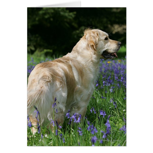 Golden Retreiver in Flowers (Voorkant)