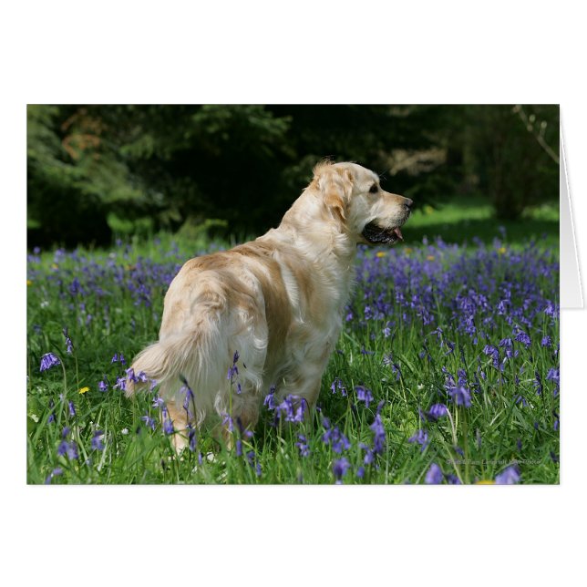 Golden Retreiver in Flowers (Voorkant Horizontaal)