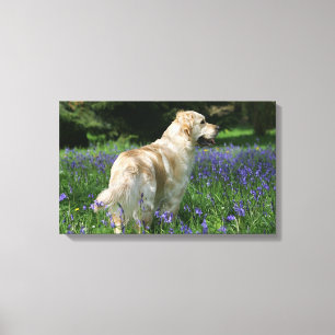 Golden Retreiver in Flowers Canvas Afdruk