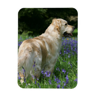 Golden Retreiver in Flowers Magneet