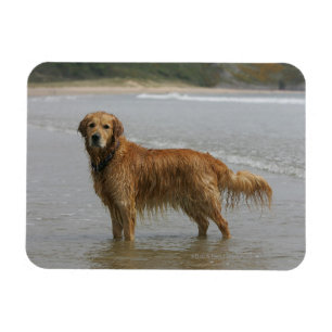 Golden Retreiver in het Zee Magneet