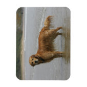 Golden Retreiver in het Zee Magneet (Verticaal)
