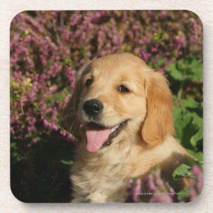 Golden Retreiver Puppy Bier Onderzetter