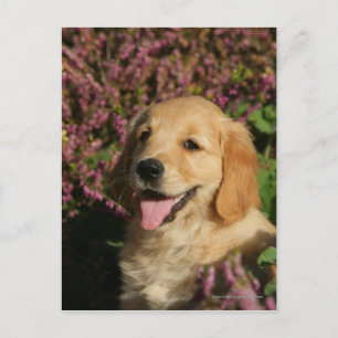 Golden Retreiver Puppy Briefkaart