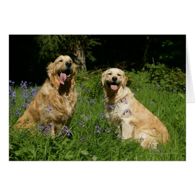 Golden Retreivers in Grass (Voorkant Horizontaal)