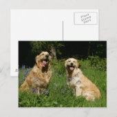 Golden Retreivers in Grass Briefkaart (Voorkant / Achterkant)