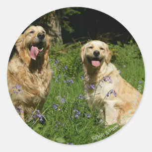 Golden Retreivers in Grass Ronde Sticker