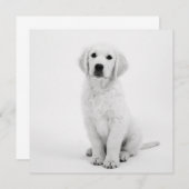 Golden Retriever (Voorkant / Achterkant)