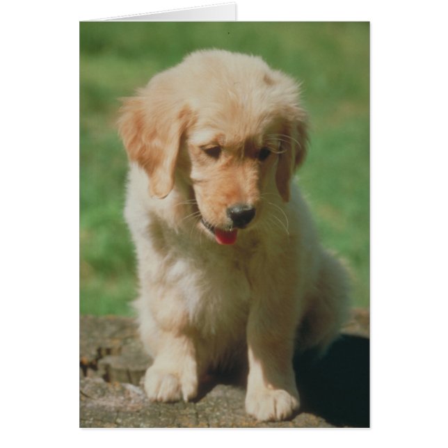 Golden Retriever (Devant)