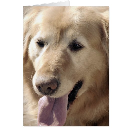Golden Retriever (Devant)