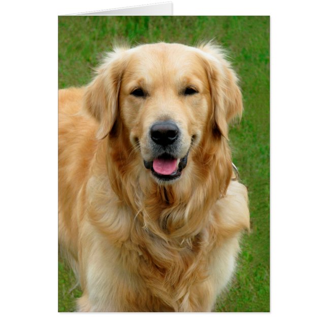 Golden Retriever (Devant)