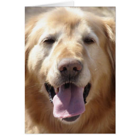 Golden Retriever (Devant)