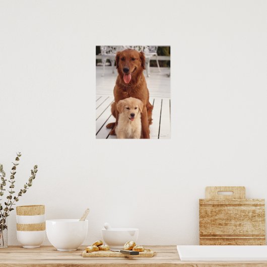 Golden Retriever 2 Poster (Keuken)